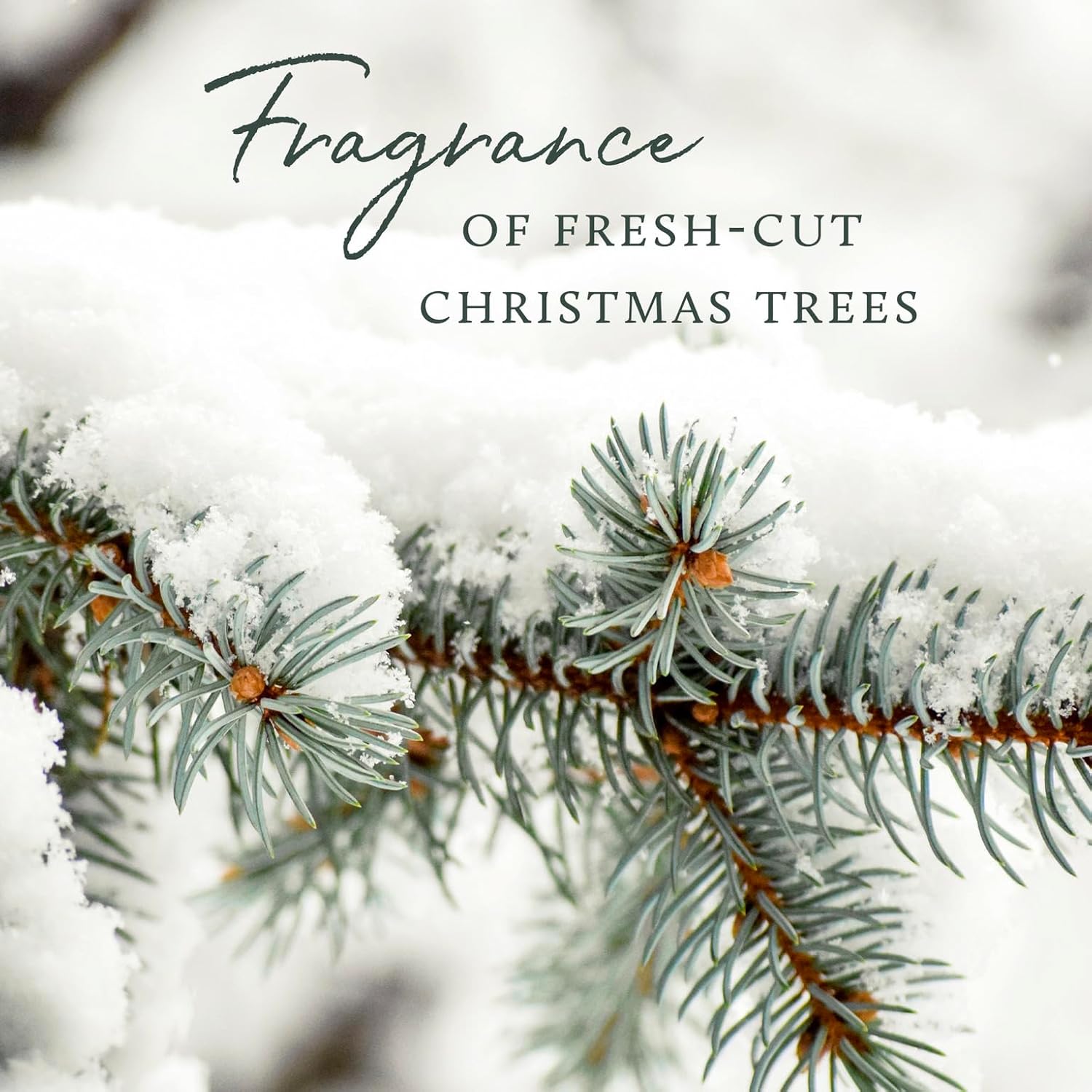 Thymes Frasier Fir Pinecone Candle - Green Pillar